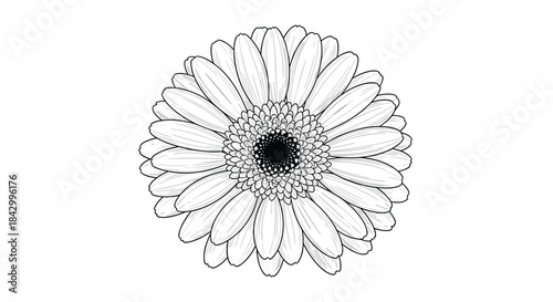 Detailed line art illustration of a beautiful gerbera daisy, showcasing its intricate petal structure and distinctive central disc in monochrome.