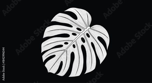Striking detailed line art illustration of a tropical monstera leaf, presented in elegant white outline on a contrasting deep black background, highlighting its unique fenestrations.