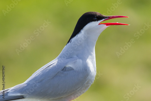 Canvas Print Portrait of an arctic tern