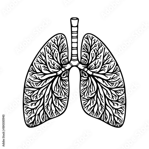 Lungs Anatomy