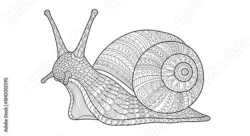 Intricate line art illustration of a snail with a coiled patterned shell and extended tentacles suitable for coloring activities and educational projects.