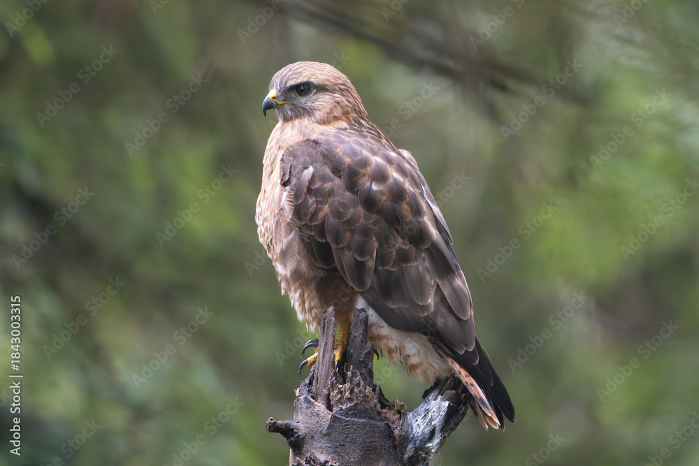 Fototapeta premium White-eyed Buzzard - Butastur teesa perches on a weathered stump captured at Sasan Gir, Gujarat in India.