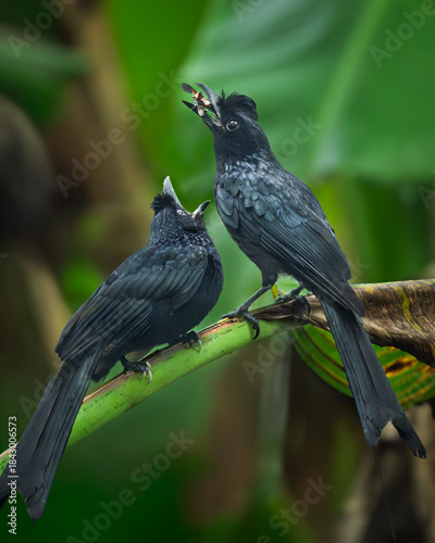 Greater Racket-tailed Drongo or Dicrurus paradiseus perched in a branch of banana tree and feeding juvenile drongo.