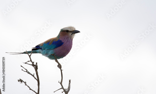 Photo of  lilac breasted roller