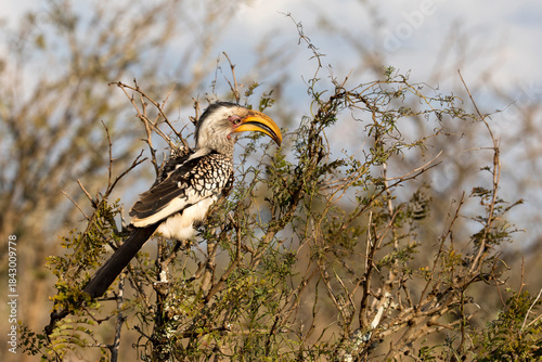 Photo of southern yellow billed hornbill