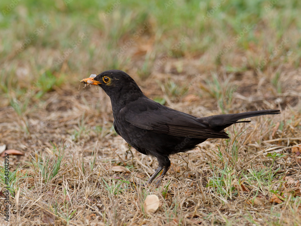 Fototapeta premium Common Blackbird also known as Eurasian Blackbird (Turdus merula) with captured flying insect possibly a dragon fly 