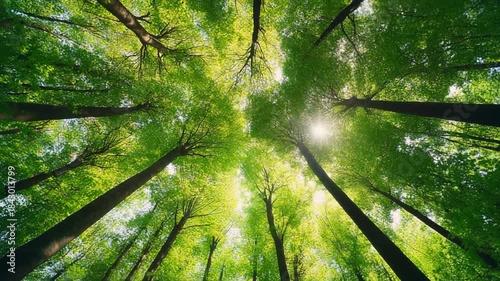 Vibrant green forest canopy viewed from below, with sunlight filtering through the leaves