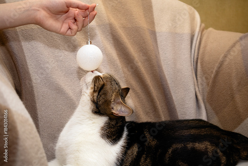 Scottish Fold cat relaxes on sofa and enjoys playing with owner, who is holding decorative ball. Christmas and pets concept. Selective focus