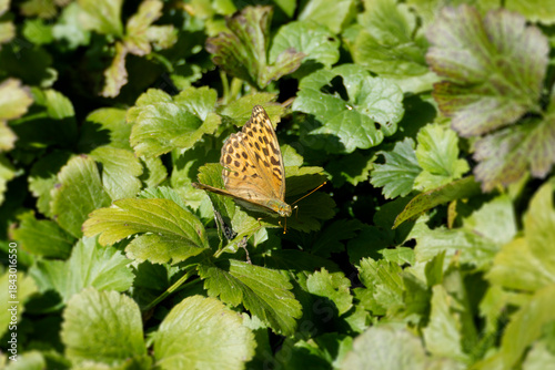 Slika na platnu Silver-washed Fritillary (Argynnis paphia) butterfly sitting on a green leaf in