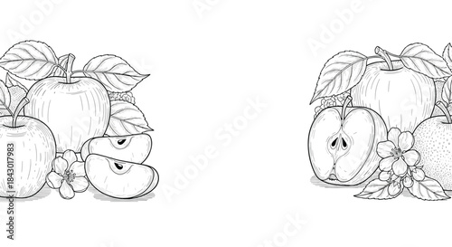 Two clusters of apples with lush leaves and delicate blossoms rendered in a detailed hand drawn sketch suitable for a classic still life illustration study.