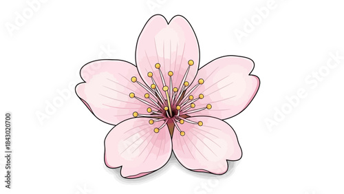 Vector illustration of a single cherry blossom flower 