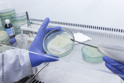 Fotografija A scientist applies bacteria to a nutrient medium in a petri dish using a microbiological loop, working in sterile microbiological boxes