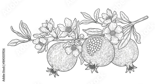 Botanical illustration of a pomegranate branch with blossoms and ripened fruit arranged along a slender stem in a vintage sketch style.