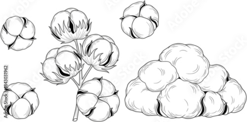 Cotton plants, raw cotton, fluffy white bolls, and cotton fiber pile showcase natural beauty, ideal for showcasing sustainable agriculture, textile production, and organic farming practices