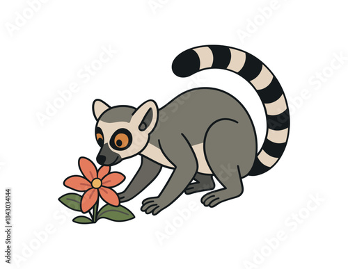 Flat vector illustration of bright ringtailed lemur sniffing tropical flower on ground gentle pose rounded shapes clean outline clean white background
