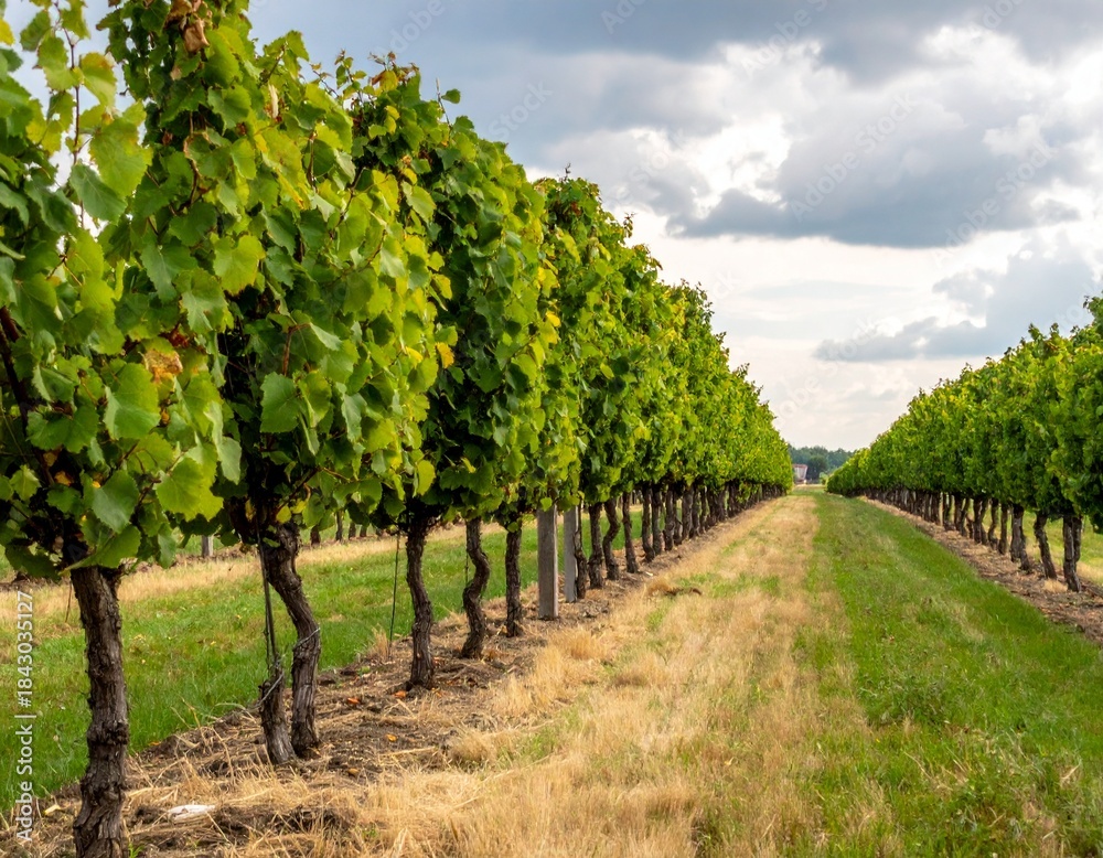 Naklejka premium Rows of trees planted in perfect alignment, wind bending them unevenly, order breaking