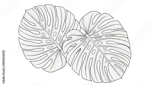 Two detailed line drawings of Monstera Deliciosa leaves, showcasing their characteristic fenestrations and intricate vein patterns.