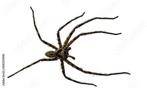 A large spider isolated on a white background
