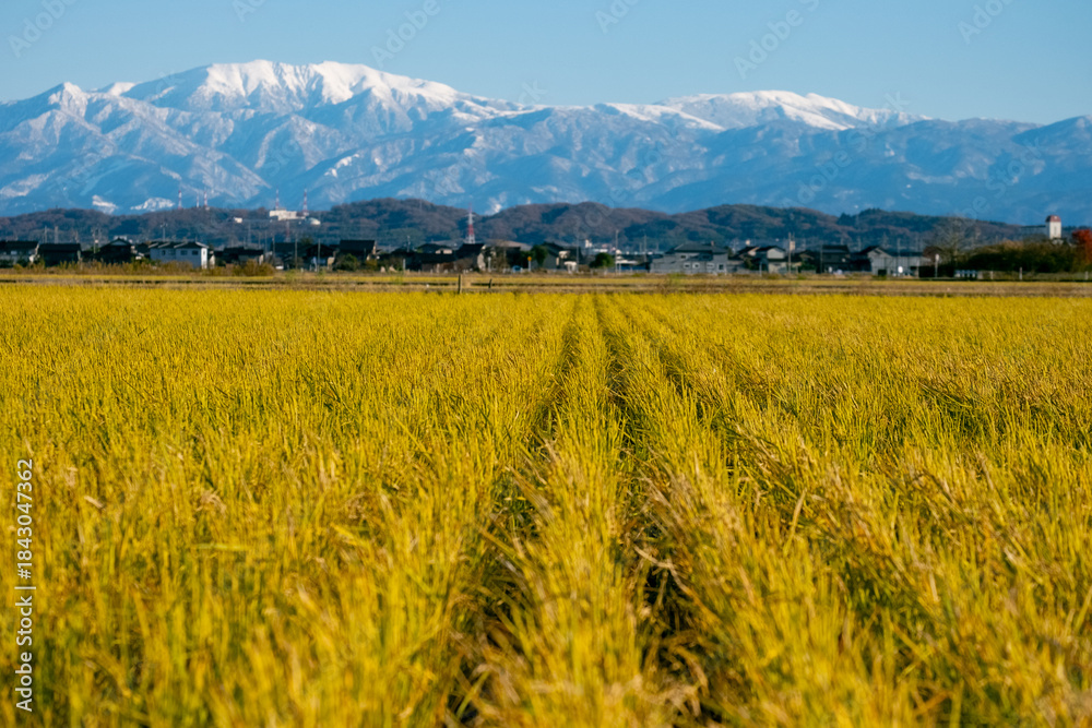 Fototapeta premium Snow-Covered Tateyama Mountain Range Behind Rural Rice Fields in Toyama, Japan