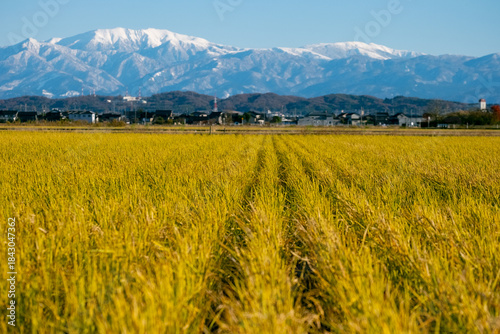 Snow-Covered Tateyama Mountain Range Behind Rural Rice Fields in Toyama, Japan