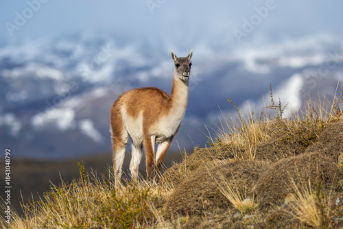 Guanacos in Andes mountains environment, Torres del Paine National Park, Patagonia, Chile.