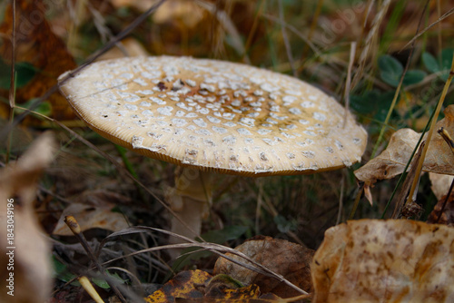 photo of toad stool mushroom with white spots growing in natural habitat in the forest