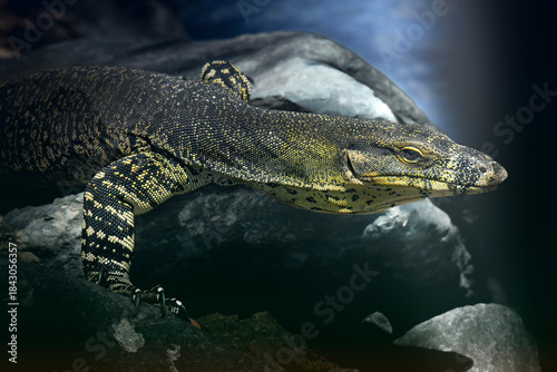 Photos Lace monitor out hunting for food at Mount Coot-tha in Brisbane, Queensland