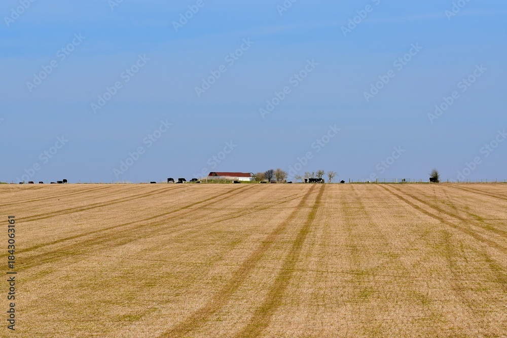 Obraz premium Landscape with a field, farm house and cows at the horizon against blue sky, Salisbury, England, UK 