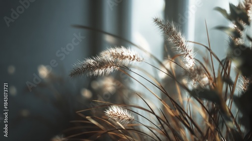 Delicate Fountain Grass Blooms in Sunlit Serenity for Calm Atmosphere