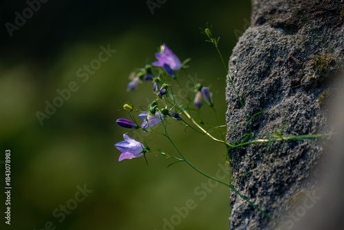 Blume am Fels