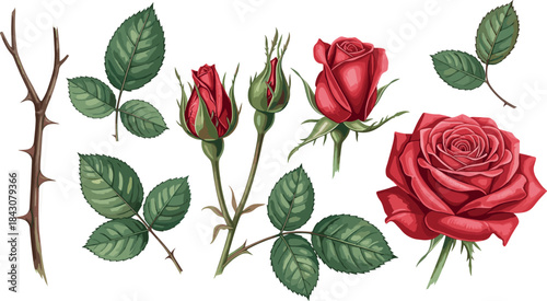Red rose botanical illustration set featuring blooming flowers, rose buds, green leaves, and thorny stems in detailed vintage vector style