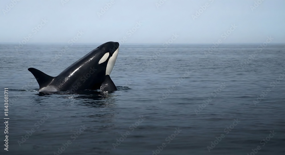 Fototapeta premium An orca whale breaching the surface of the ocean with a calm sea and sky.