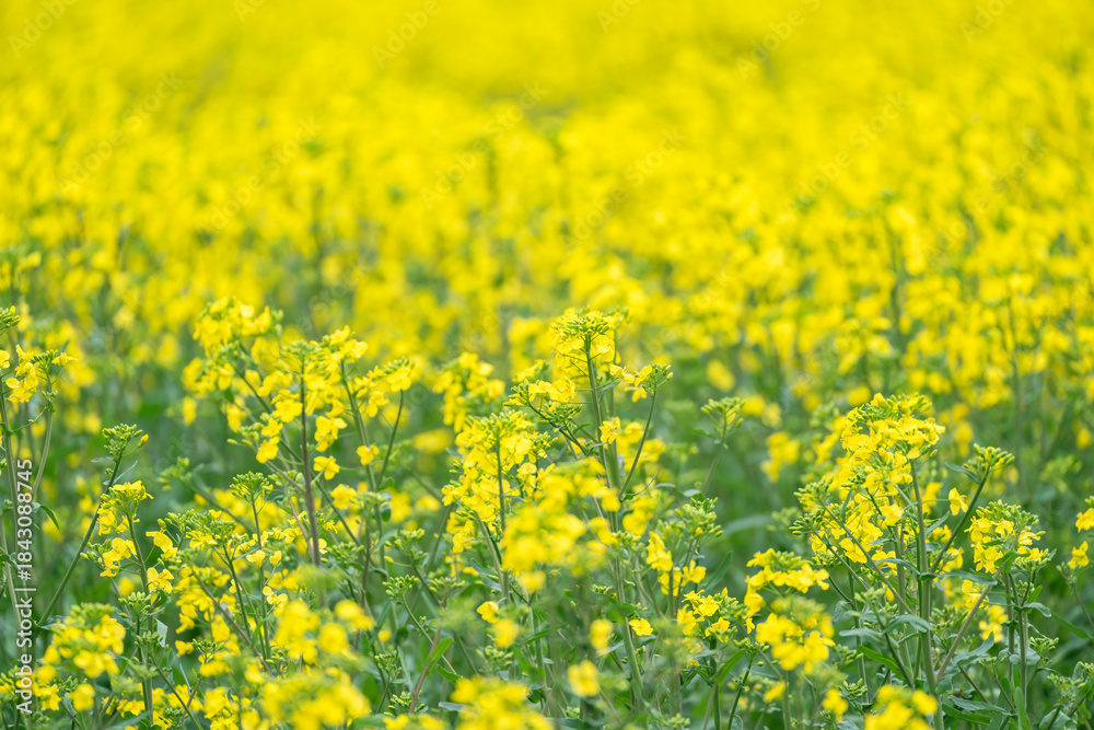 Obraz premium 菜の花畑の風景