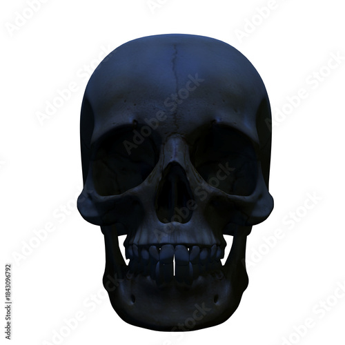 human skull isolated