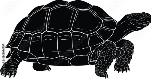 Realistic giant tortoise silhouette, black and white vector illustration, walking land turtle, isolated on white background, reptile animal design, nature art.