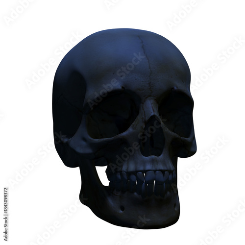 human skull isolated