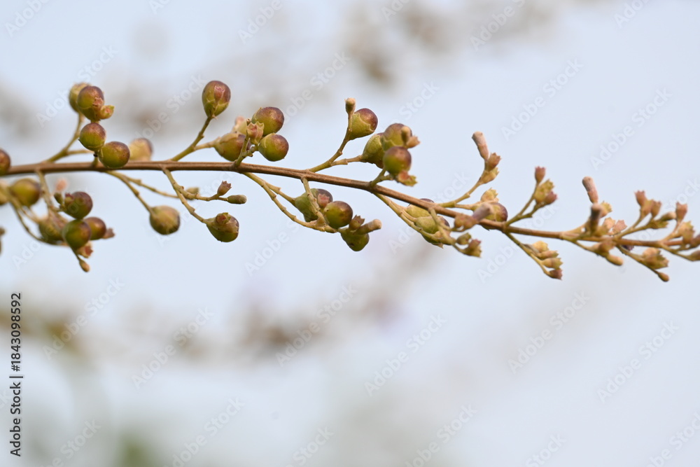 Obraz premium Vitex negundo fruits. Its other name Chinese chaste tree,&nbsp;five leaved chaste ,&nbsp;horseshoe vitex, nisinda and Nirgundi. It is a large&nbsp;aromatic&nbsp;shrub. It is an Ayurvedic medicine.