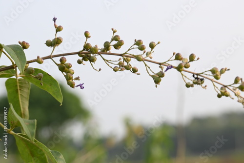 Obraz na plátne Vitex negundo fruits