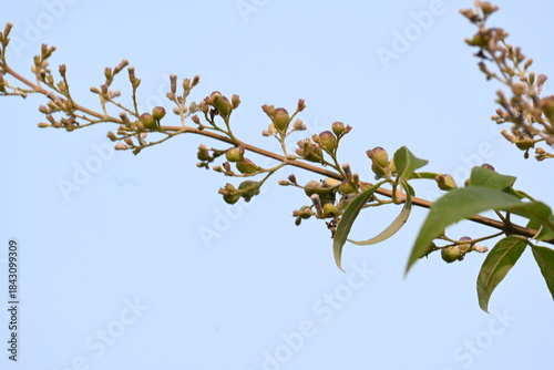 Quadro su tela Vitex negundo fruits