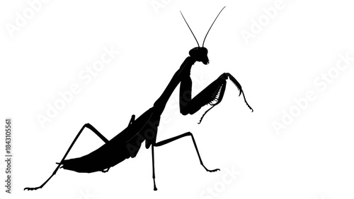 Minimalist black silhouette of a praying mantis in profile on white background