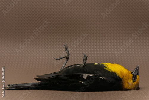 dead yellow thrush bird, dead bird concept