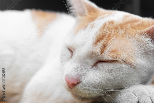 Turkish Van cat sleeping, domestic cat concept
