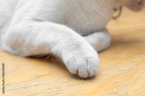 detail of domestic cat paws, cat paw concept