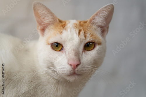 pet white and yellow turkish van cat, van cat concept