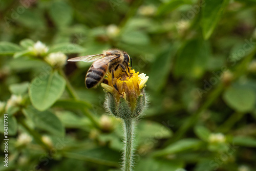 Canvastavla Bee pollinating the flower