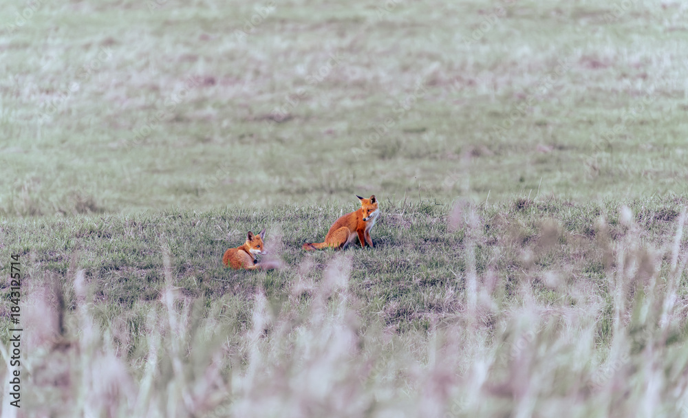 Obraz premium Fox or vulpes vulpes cubs field looking around and lying down