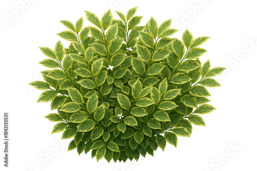 Variegated green and yellow leaves forming a dense bush, shot from a top-down perspective with a transparent background