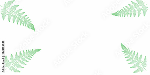 Frame of fern on white background. Fern frond frame. Vector illustration. Fresh fern fronds arranged as a natural botanical frame on a pastel mint green background. Minimalist flat lay with copy space