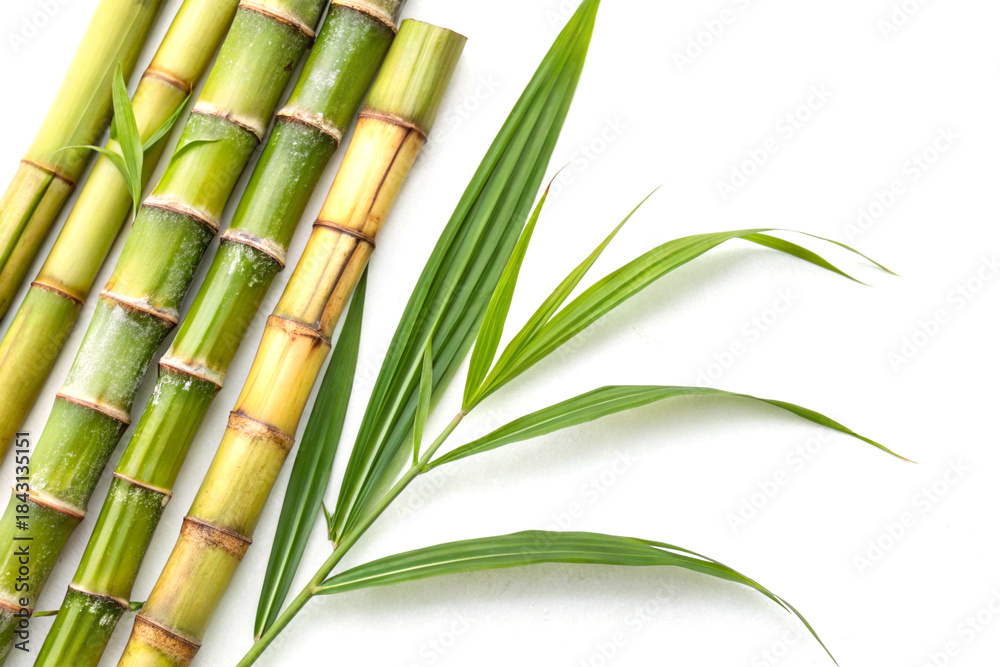 Obraz premium Whole sugar cane stalks on white