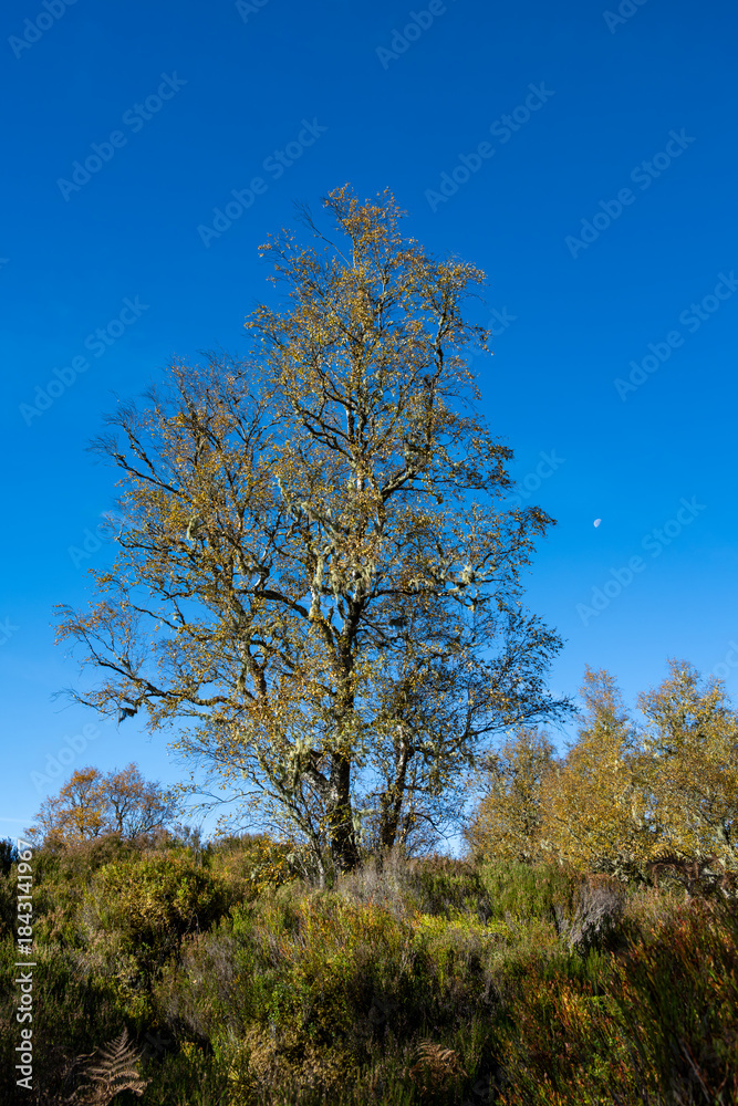 Fototapeta premium Birch tree in golden fall color with Witch's-hair Lichen draping from the branches, Glen Affric National Nature Reserve, moon in background, Scottish Highlands, Scotland, UK 